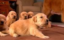 可爱萌宠图片 非常可爱的萌宠图片分享