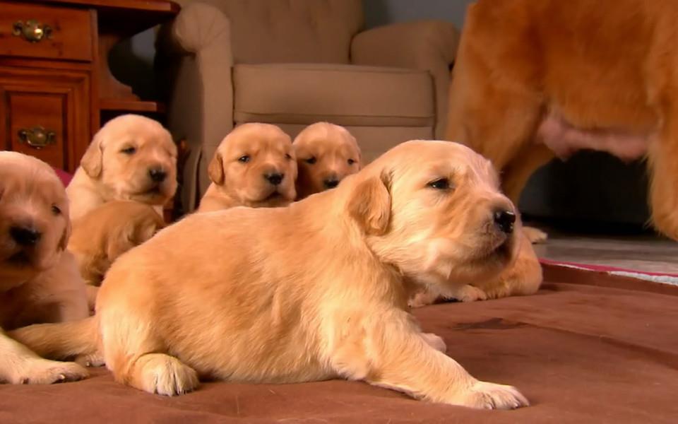 可爱萌宠图片 非常可爱的萌宠图片分享