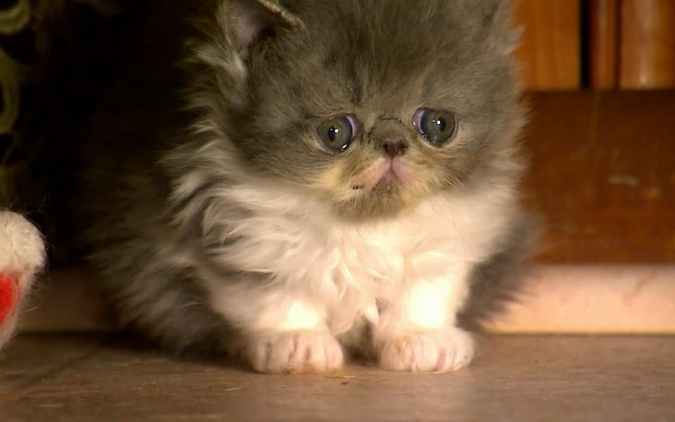 可爱萌宠图片 非常可爱的萌宠图片分享