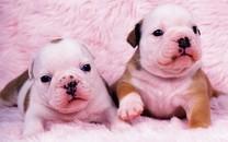 可爱萌宠图片 非常可爱的萌宠图片分享