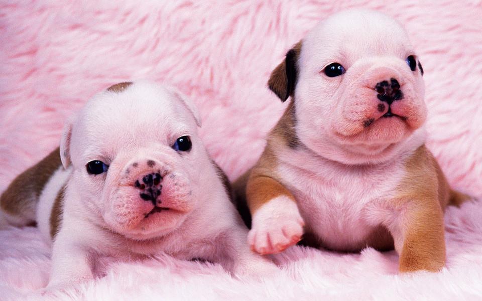 可爱萌宠图片 非常可爱的萌宠图片分享