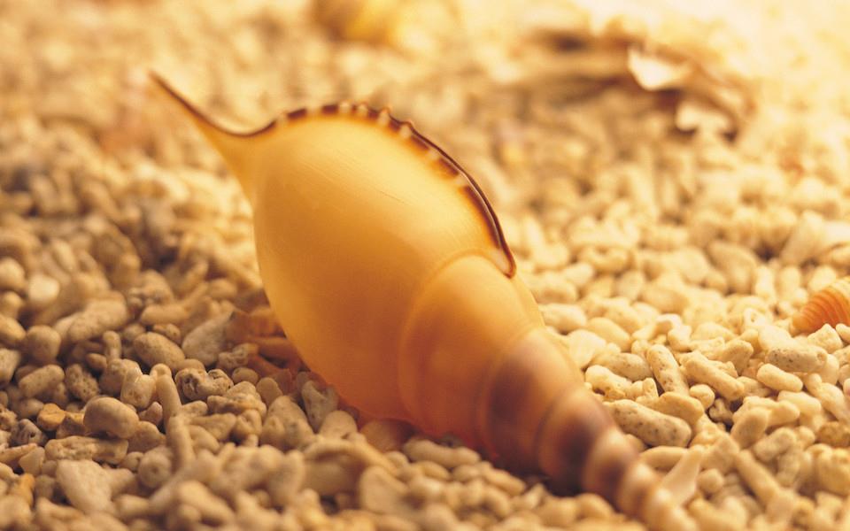 贝壳图片 好看的贝壳图片大全