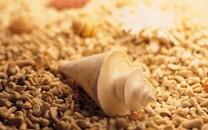 贝壳图片 好看的贝壳图片大全