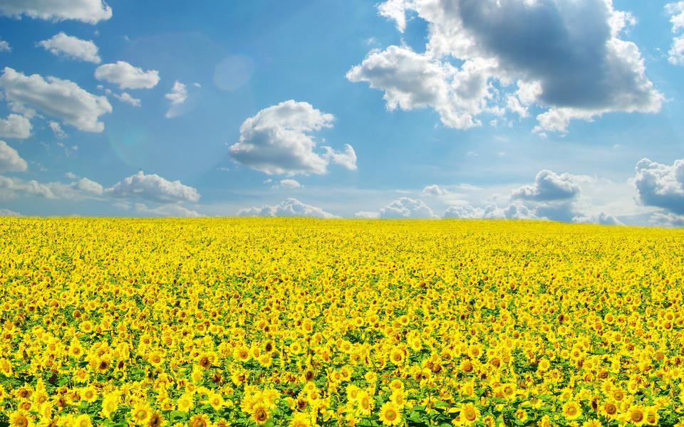 阳光中的向日葵图片大全