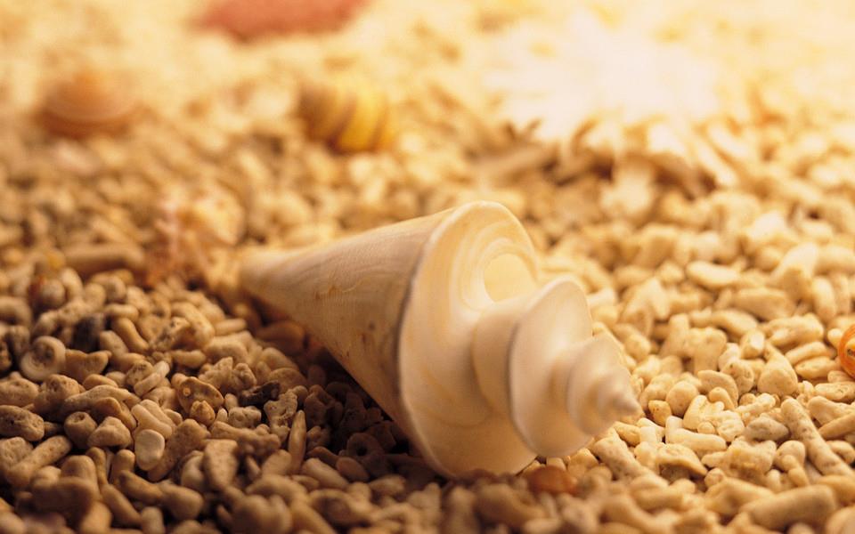 贝壳图片 好看的贝壳图片大全