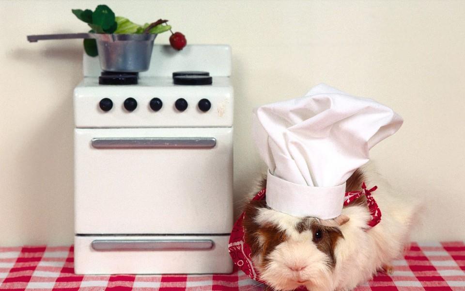 可爱小兔子图片 可爱小兔子图片大全2