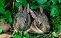 可爱小兔子图片 可爱小兔子图片大全2