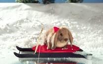 可爱小兔子图片 可爱小兔子图片大全2