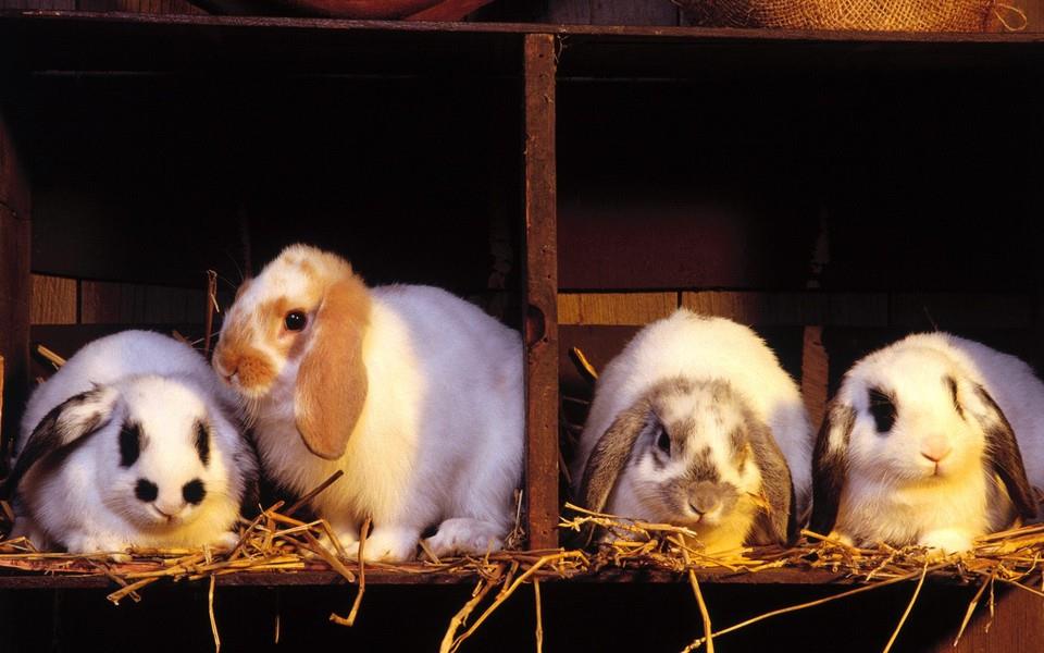 可爱小兔子图片 可爱小兔子图片大全2