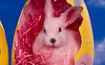 可爱小兔子图片 可爱小兔子图片大全2