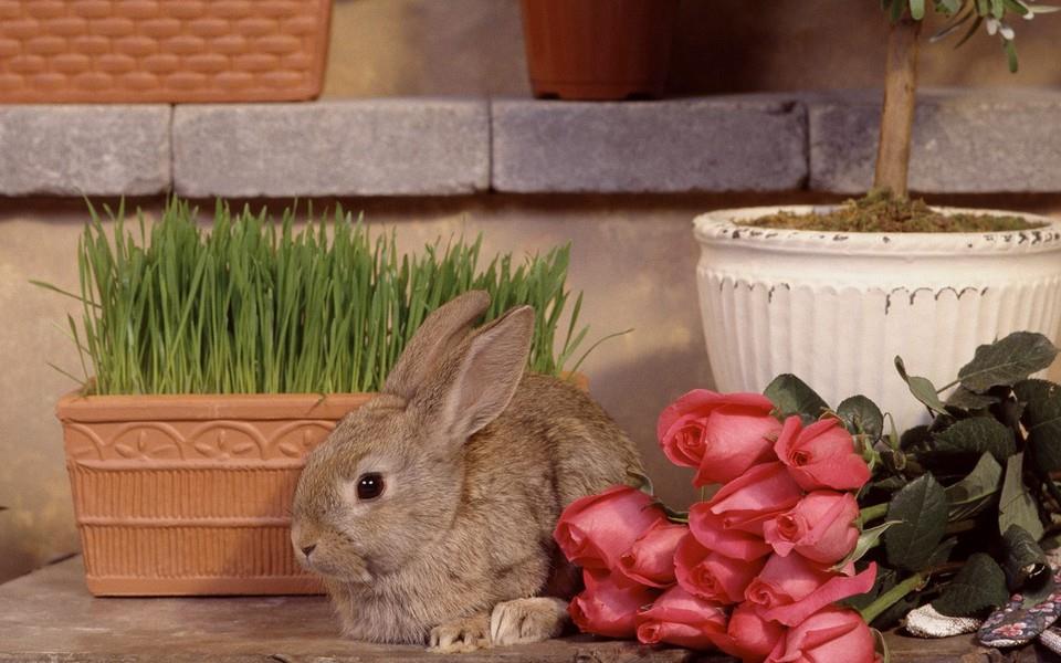 可爱小兔子图片 可爱小兔子图片大全2