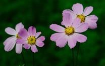 格桑花图片 高清格桑花图片分享