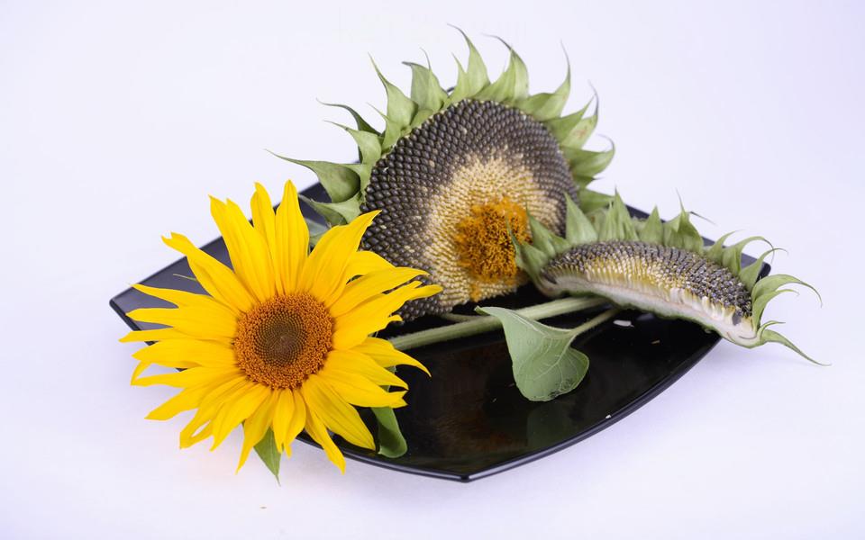 阳光中的向日葵图片大全