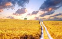 麦田海洋图片 麦田海洋图片大全