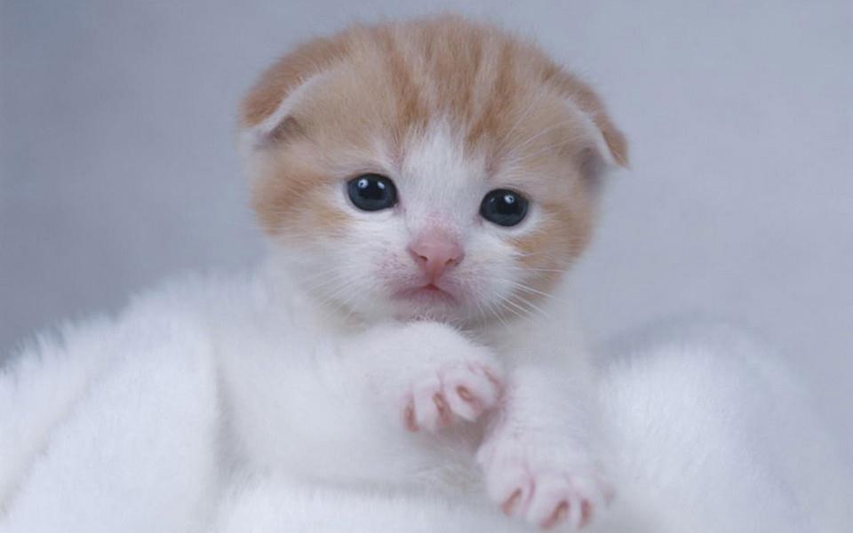 可爱的折耳猫图片