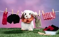 可爱小兔子图片 可爱小兔子图片大全2