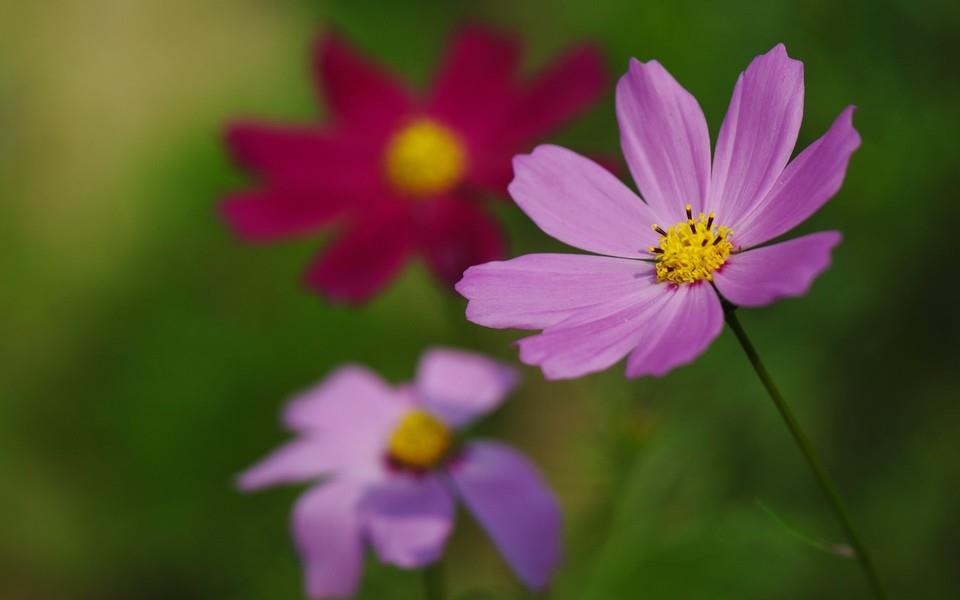 格桑花图片 高清格桑花图片分享