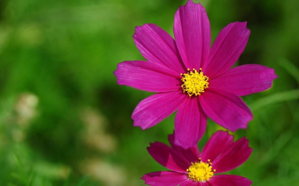 格桑花图片 高清格桑花图片分享