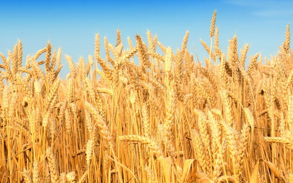 麦田海洋图片 麦田海洋图片大全