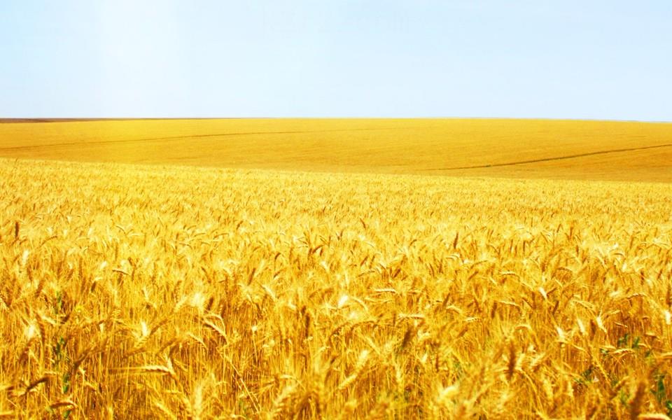 麦田海洋图片 麦田海洋图片大全