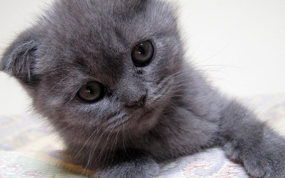 可爱的折耳猫图片