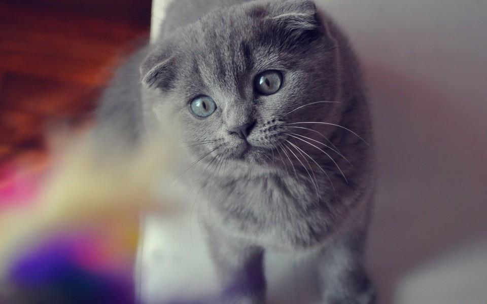 可爱的折耳猫图片