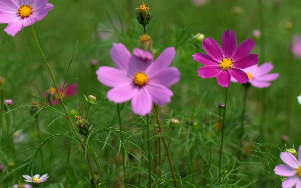 格桑花图片 高清格桑花图片分享