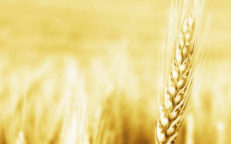 麦田海洋图片 麦田海洋图片大全