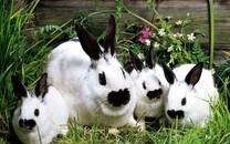 可爱小兔子图片 可爱小兔子图片大全2