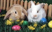 可爱小兔子图片 可爱小兔子图片大全2