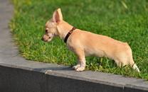 吉娃娃狗狗图片分享