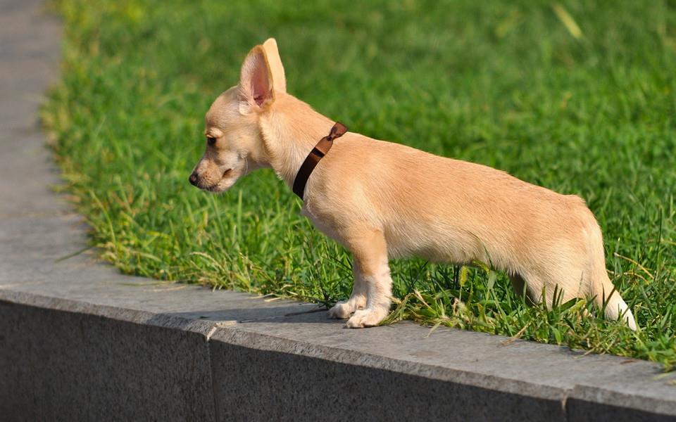 吉娃娃狗狗图片分享