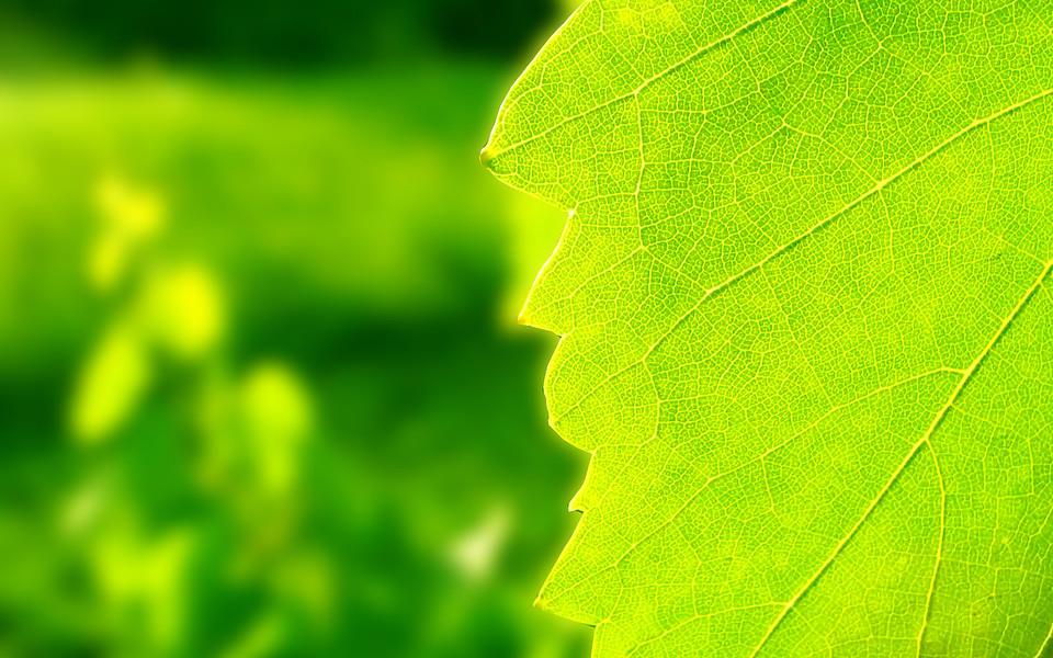 绿色叶子图片 绿色叶子图片大全