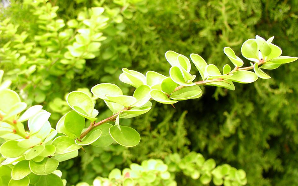 绿色叶子图片 绿色叶子图片大全