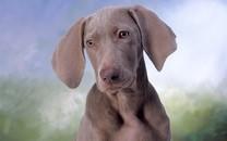 可爱狗狗图片 超级可爱的狗狗图片分享