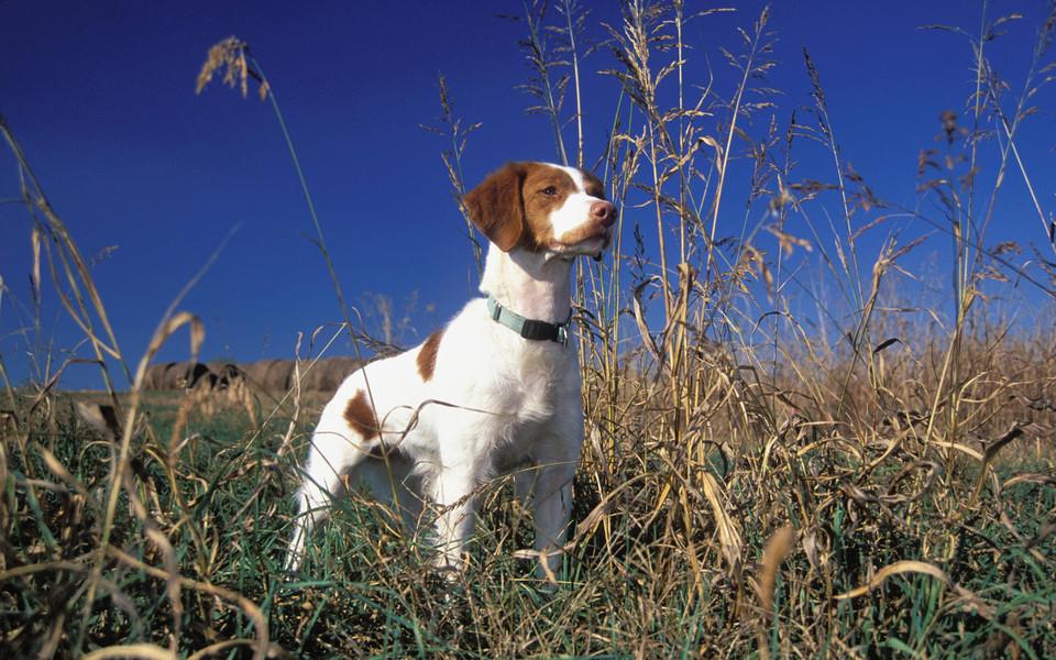 可爱狗狗图片 超级可爱的狗狗图片分享
