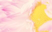 春天盛开的花图片