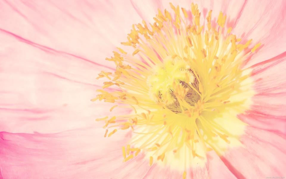 春天盛开的花图片