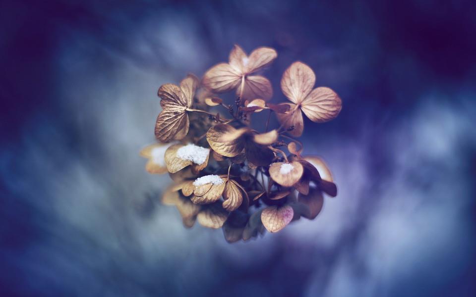 美丽的花朵唯美高清图片