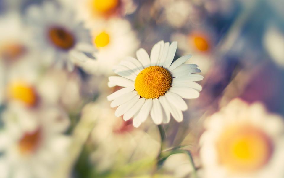 美丽的花朵唯美高清图片