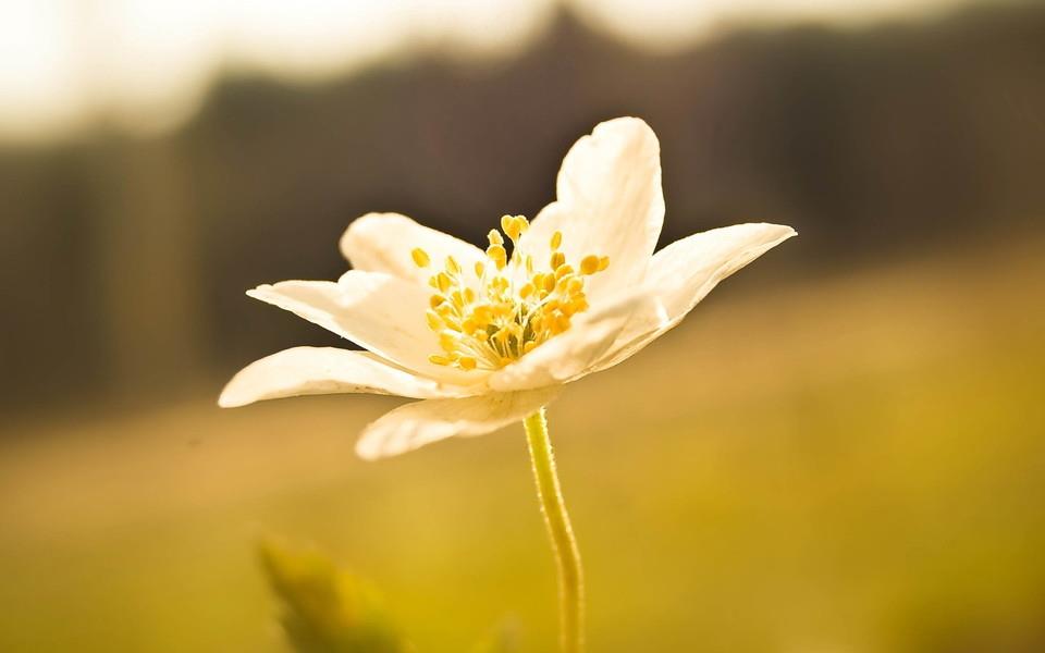 美丽的花朵唯美高清图片