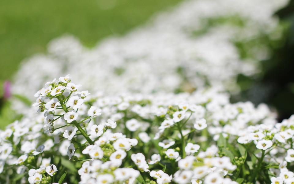 美丽的花朵唯美高清图片