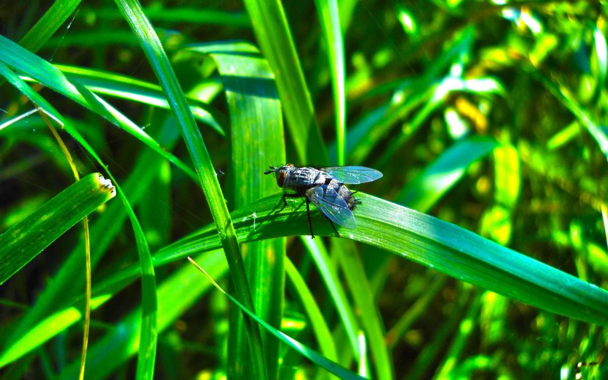 昆虫苍蝇图片