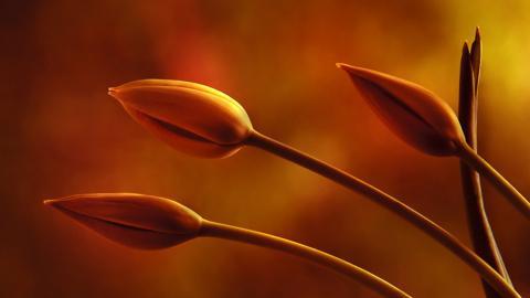 郁金香花语高清图片