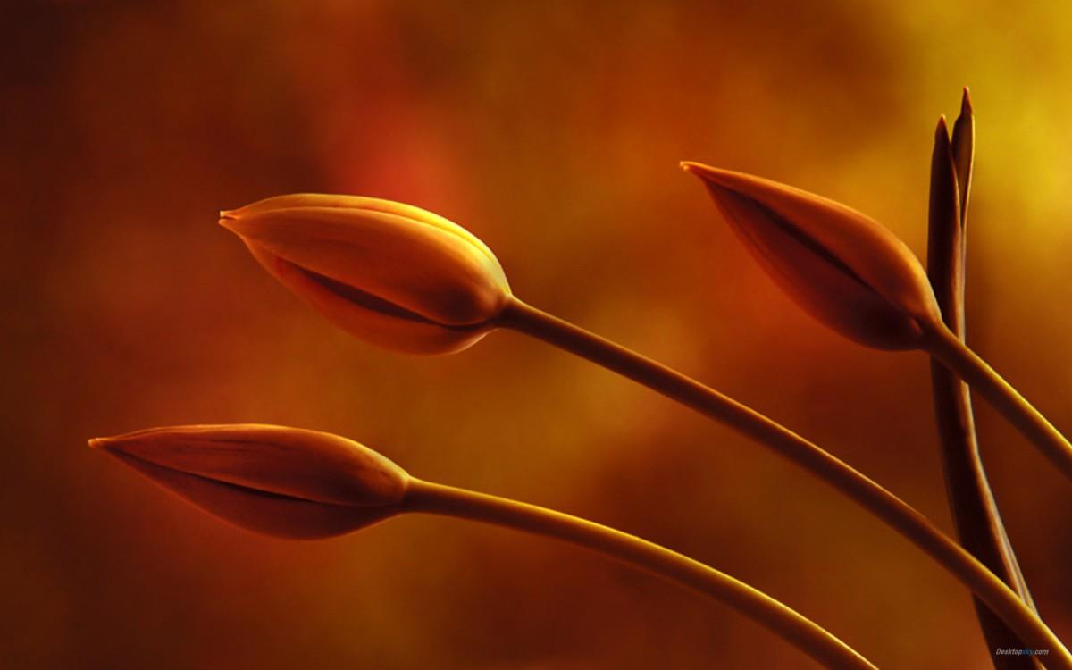 郁金香花语高清图片