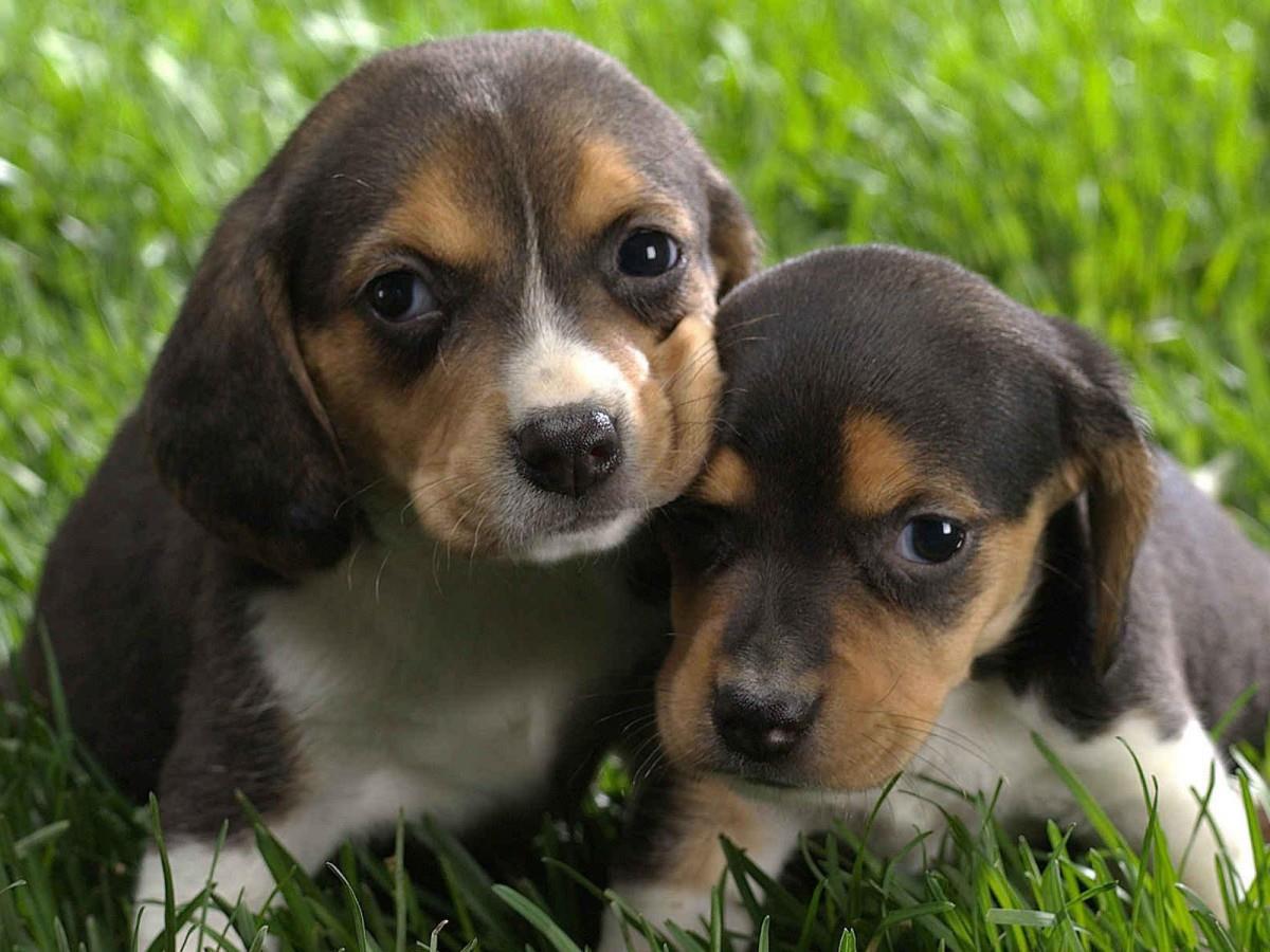 动物的友情与爱情图片