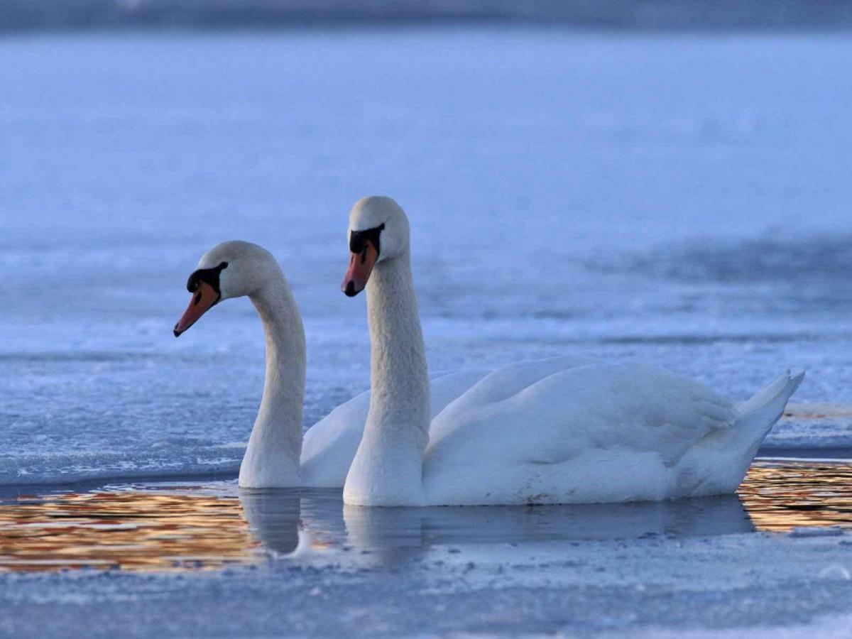 动物的友情与爱情图片