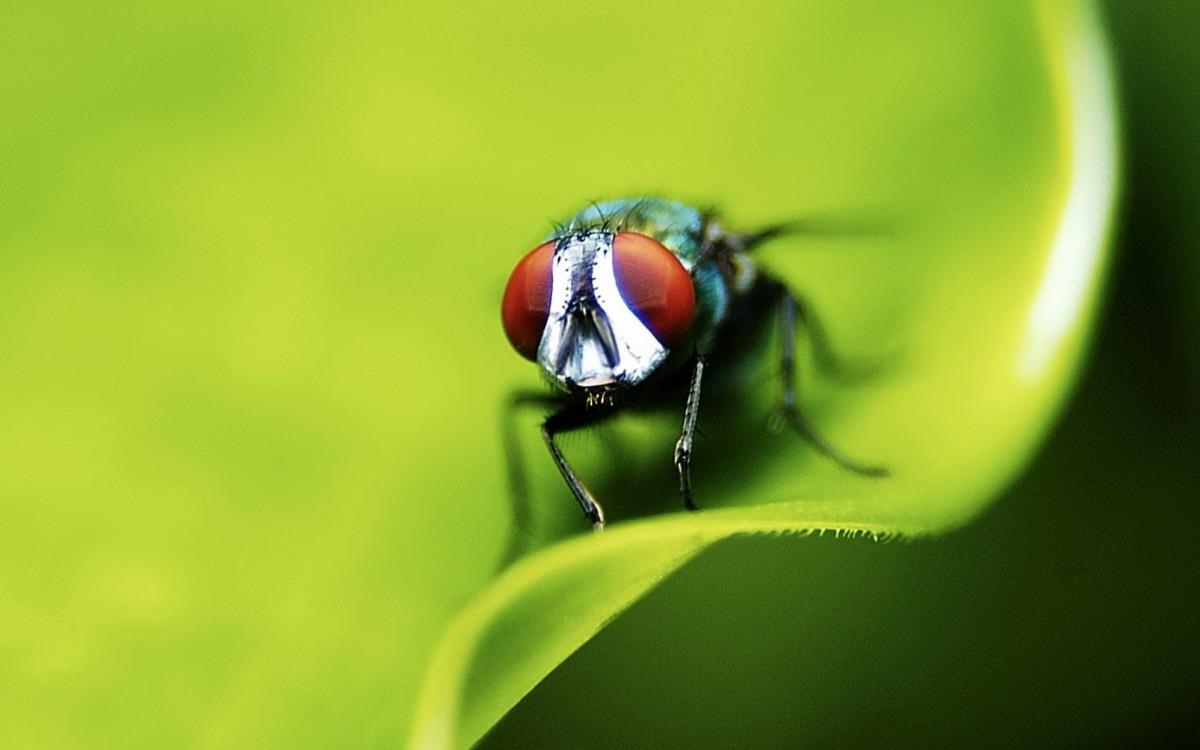 昆虫苍蝇图片