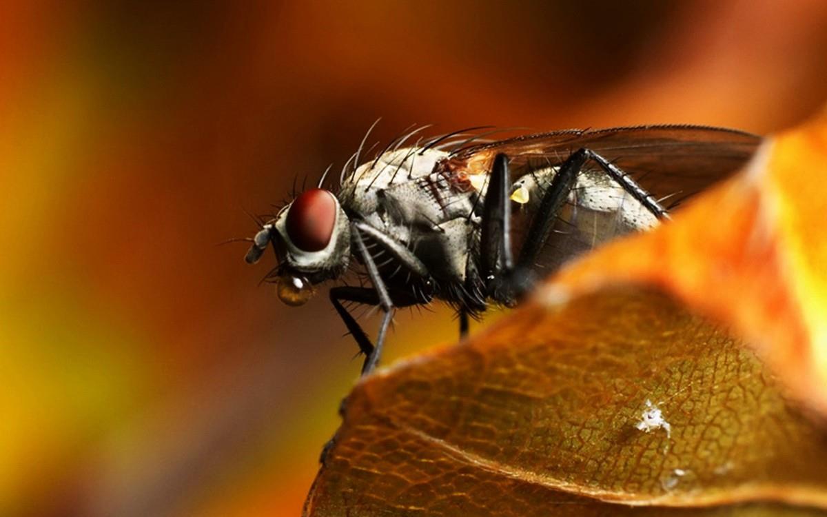 昆虫苍蝇图片
