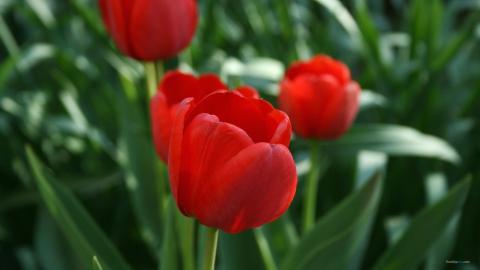 郁金香花语高清图片